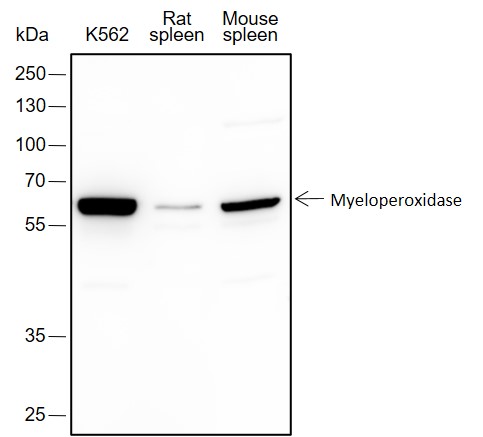Anti-Myeloperoxidase Rabbit mAb