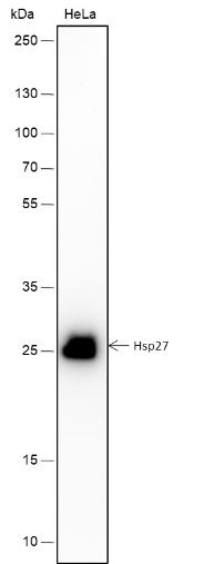 Anti-HSP27 Rabbit mAb
