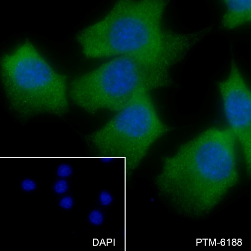 Anti-HSP27 Rabbit mAb