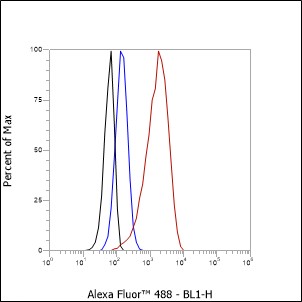 Anti-HSP27 Rabbit mAb