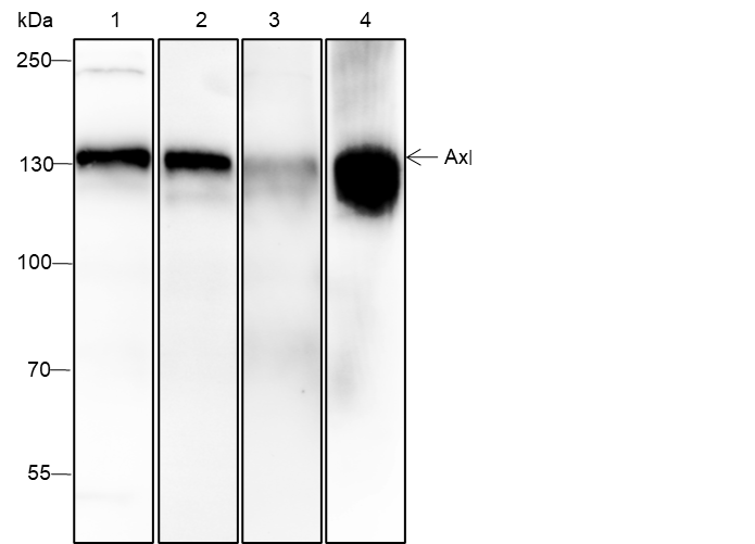 Anti-Axl Mouse mAb