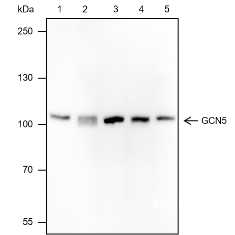 Anti-GCN5 Mouse mAb