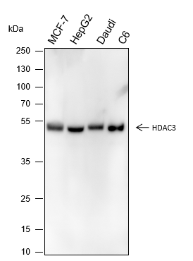 Anti-HDAC3 Mouse mAb