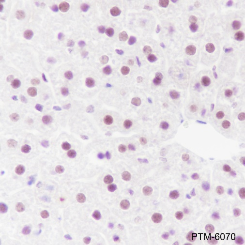 Anti-HDAC3 Mouse mAb