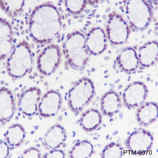 Anti-HDAC3 Mouse mAb
