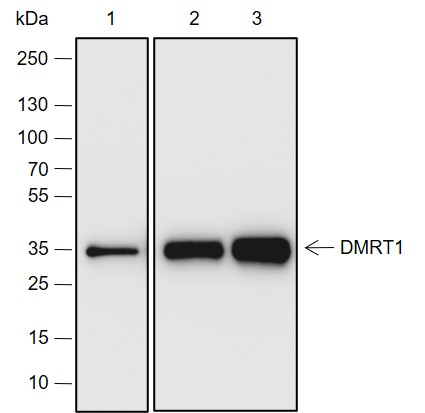 Anti-DMRT1 Rabbit mAb