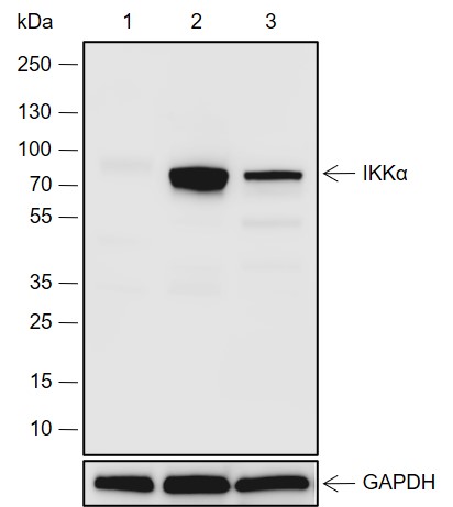Anti-IKK alpha Rabbit mAb