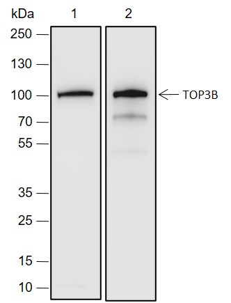 Anti-TOP3B Rabbit mAb