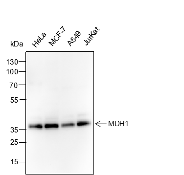 Anti-MDH1 Mouse mAb