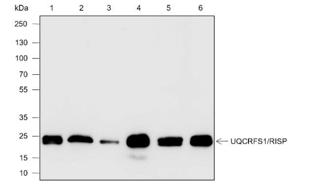 Anti-UQCRFS1/RISP Rabbit mAb