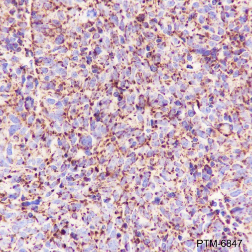 Anti-UQCRFS1/RISP Rabbit mAb