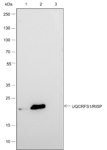 Anti-UQCRFS1/RISP Rabbit mAb