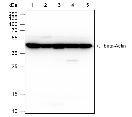 Anti-beta Actin Mouse mAb