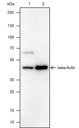 Anti-beta Actin Mouse mAb
