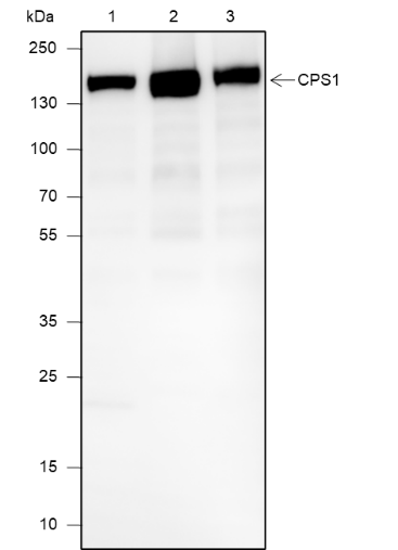 Anti-CPS1 Rabbit mAb