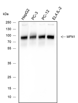 Anti-Mitofusin 1 Mouse mAb