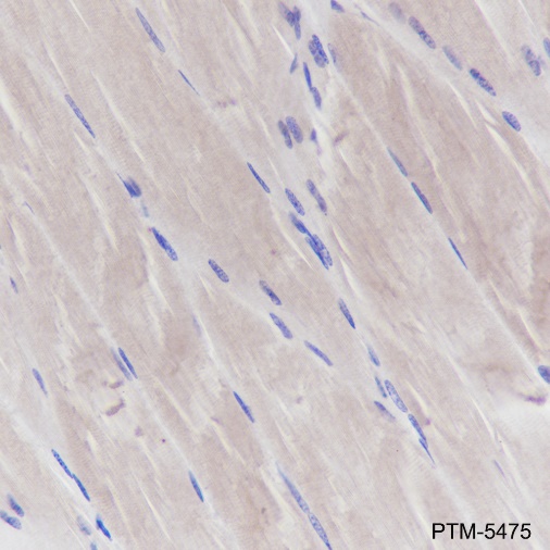 Anti-Mitofusin 1 Mouse mAb