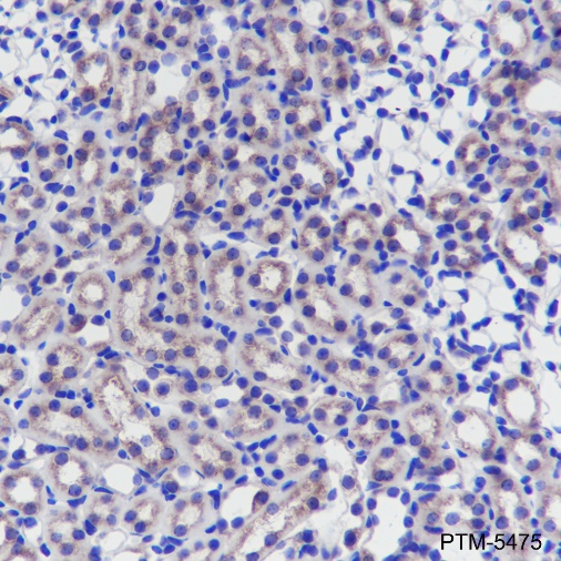 Anti-Mitofusin 1 Mouse mAb