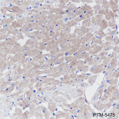 Anti-Mitofusin 1 Mouse mAb