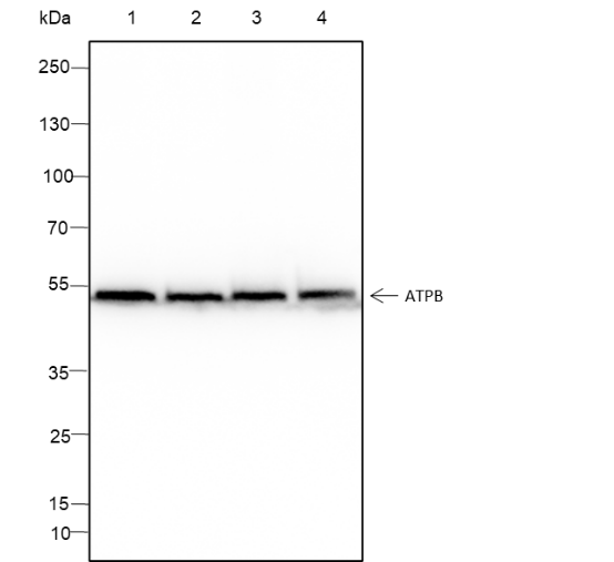 Anti-ATPB Mouse mAb