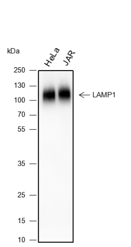 Anti-LAMP1 Mouse mAb
