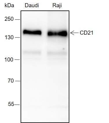 Anti-CD21 Rabbit mAb