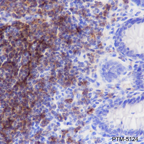 Anti-CD21 Rabbit mAb