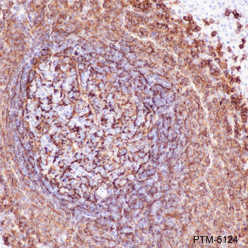 Anti-CD21 Rabbit mAb
