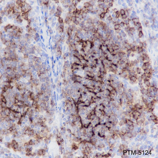 Anti-CD21 Rabbit mAb