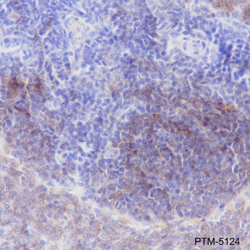 Anti-CD21 Rabbit mAb