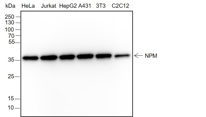 Anti-NPM1 Rabbit mAb