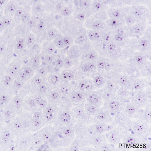 Anti-NPM1 Rabbit mAb
