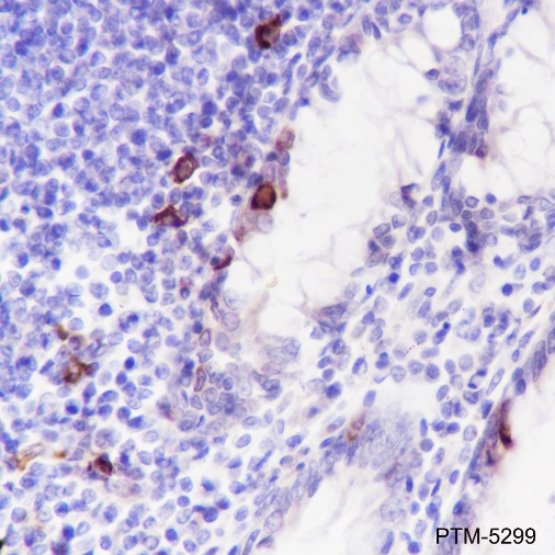 Anti-Phospho-S6 Ribosomal Protein (Ser240/244) Rabbit mAb