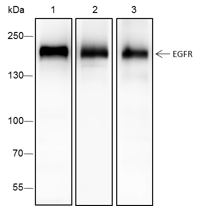 Anti-EGFR Rabbit mAb