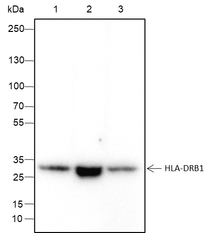 Anti-HLA-DRB1 Rabbit mAb