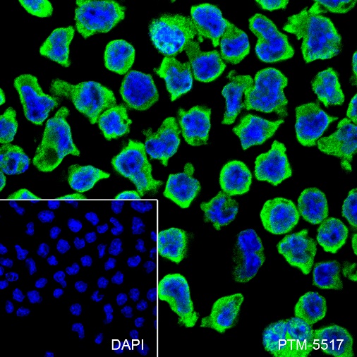 Anti-HLA-DRB1 Rabbit mAb