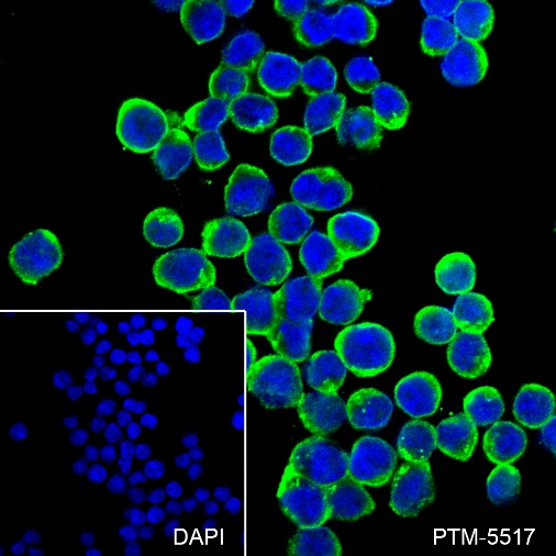 Anti-HLA-DRB1 Rabbit mAb