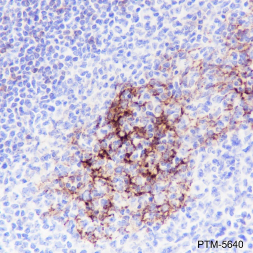 Anti-CD23 Rabbit mAb