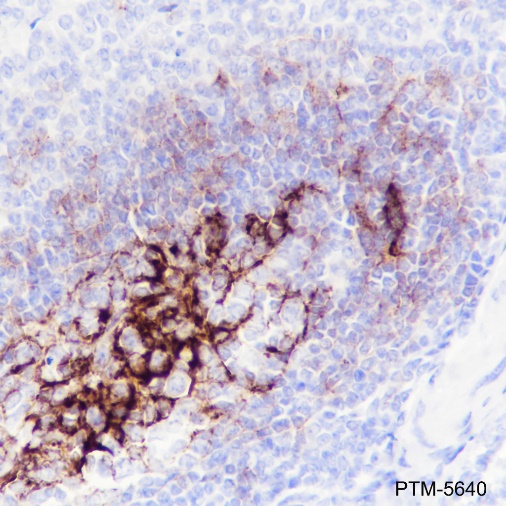 Anti-CD23 Rabbit mAb