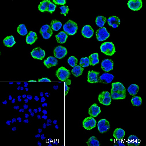 Anti-CD23 Rabbit mAb