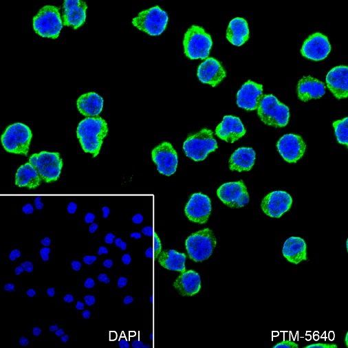 Anti-CD23 Rabbit mAb