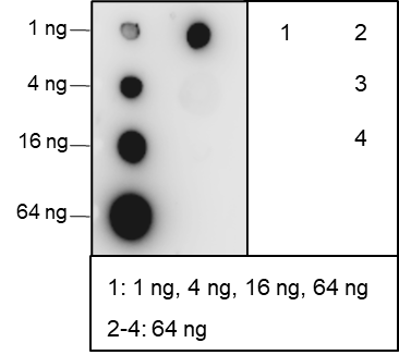 Anti-Acetyl-Histone H2B (Lys46) Rabbit pAb