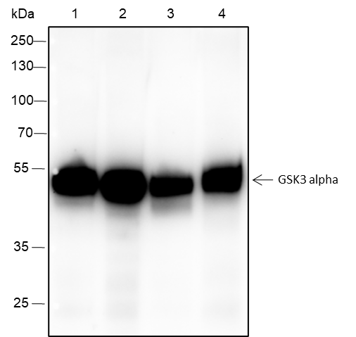 Anti-GSK3 alpha Rabbit mAb
