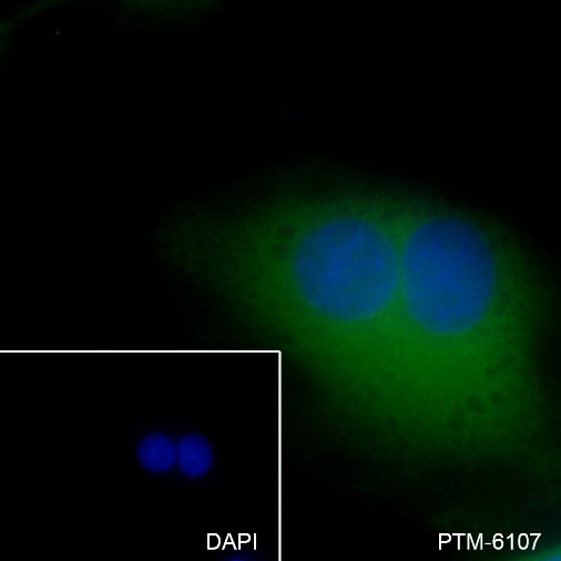 Anti-GSK3 alpha Rabbit mAb