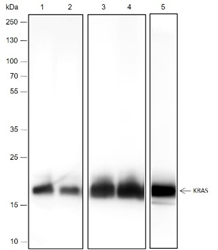 Anti-KRAS Rabbit mAb