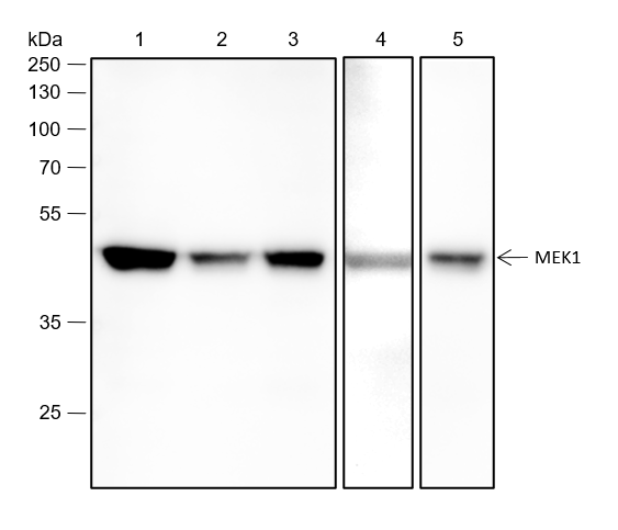 Anti-MEK1 Rabbit mAb