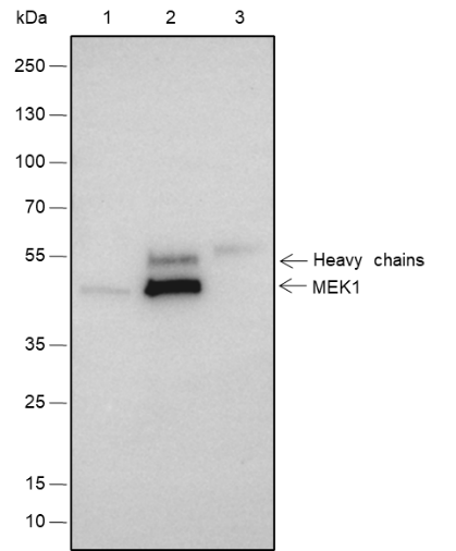 Anti-MEK1 Rabbit mAb