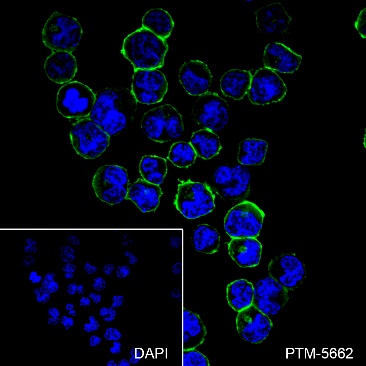 Anti-CD38 Rabbit mAb