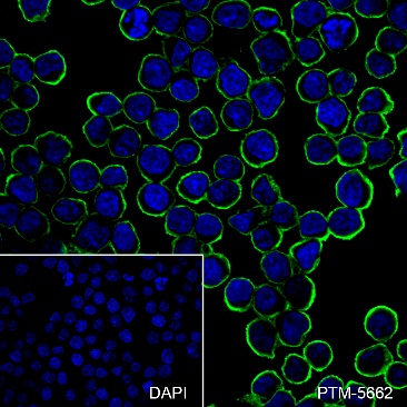 Anti-CD38 Rabbit mAb