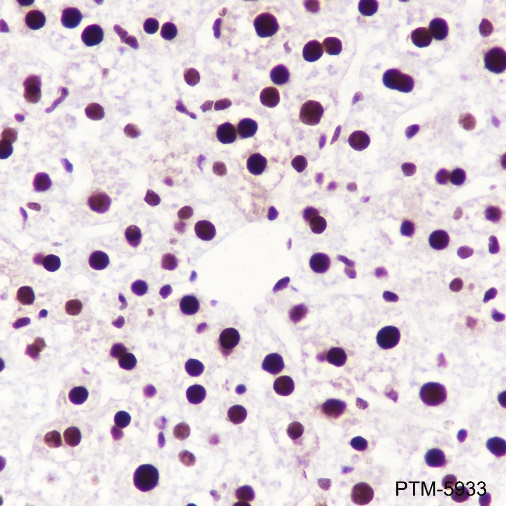 Anti-RPA32/RPA2 Rabbit mAb